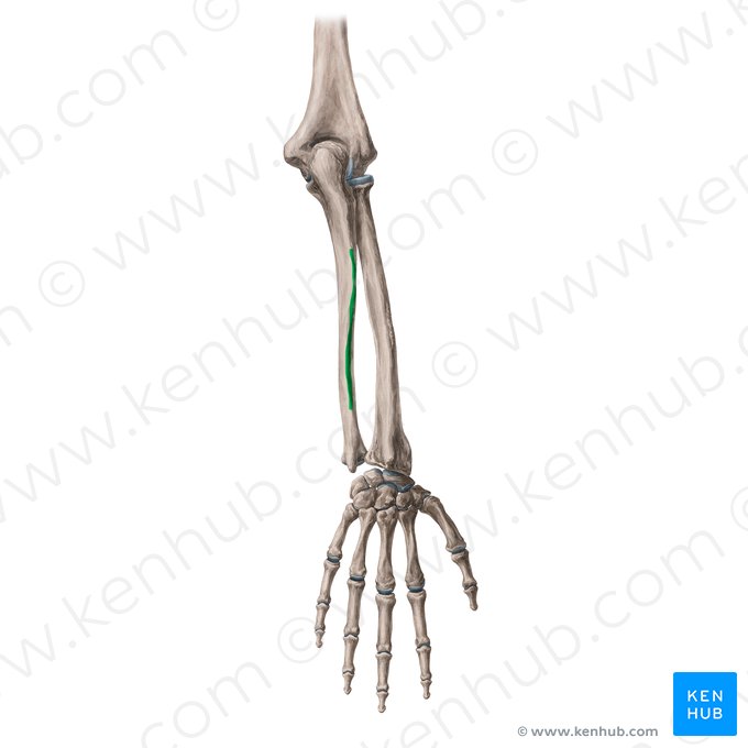 Borde posterior de la ulna (Margo posterior ulnae); Imagen: Yousun Koh