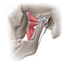 Pterygoid muscles