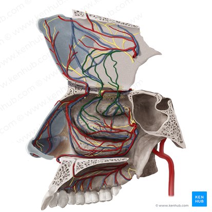 Ramos nasais laterais e septais da artéria etmoidal posterior (Rami septales et nasales laterales arteriae ethmoidalis posterioris); Imagem: Begoña Rodriguez