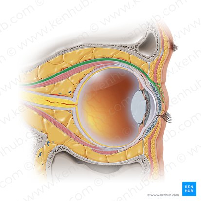 Musculus levator palpebrae superioris (Oberer Augenlidheber); Bild: Paul Kim