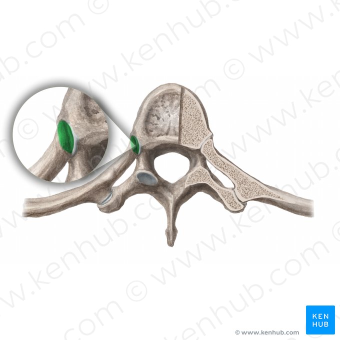 Articulation de la tête costale (Articulatio capitis costae); Image : Begoña Rodriguez