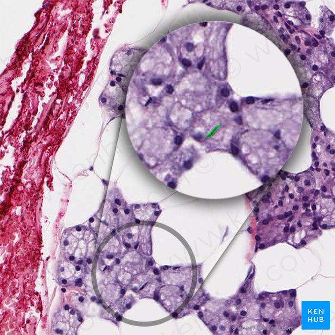 Núcleo de célula mioepitelial (Nucleus myoepitheliocyti); Imagem: 