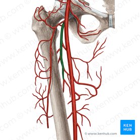 Deep femoral artery (Arteria profunda femoris); Image: Rebecca Betts