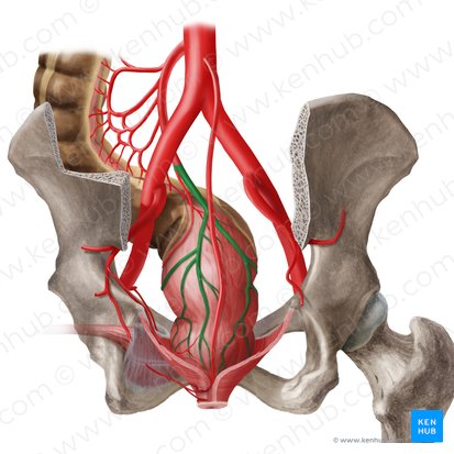 Artéria retal superior (Arteria anorectalis superior); Imagem: Begoña Rodriguez