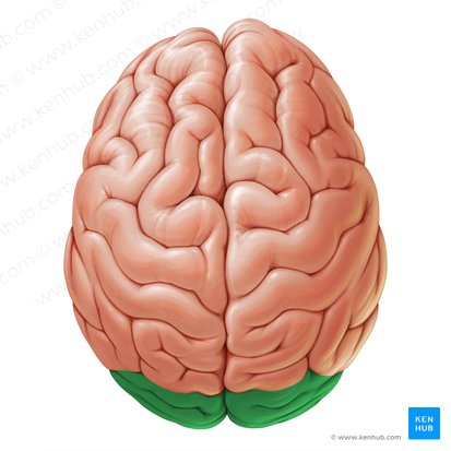 Occipital lobe (Lobus occipitalis); Image: Paul Kim