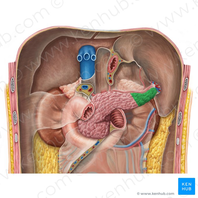 Cauda do pâncreas (Cauda pancreatis); Imagem: Irina Münstermann