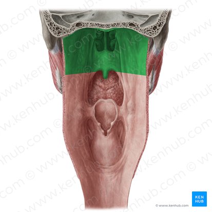 Nasofaringe (Pars nasalis pharyngis); Imagem: Yousun Koh