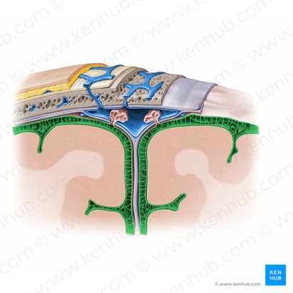 Subarachnoid space (Spatium subarachnoidale); Image: Paul Kim