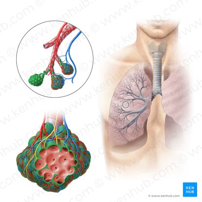 Alveolo pulmonar (Alveolus pulmonis); Imagen: Paul Kim