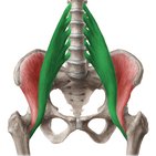 Psoas major muscle