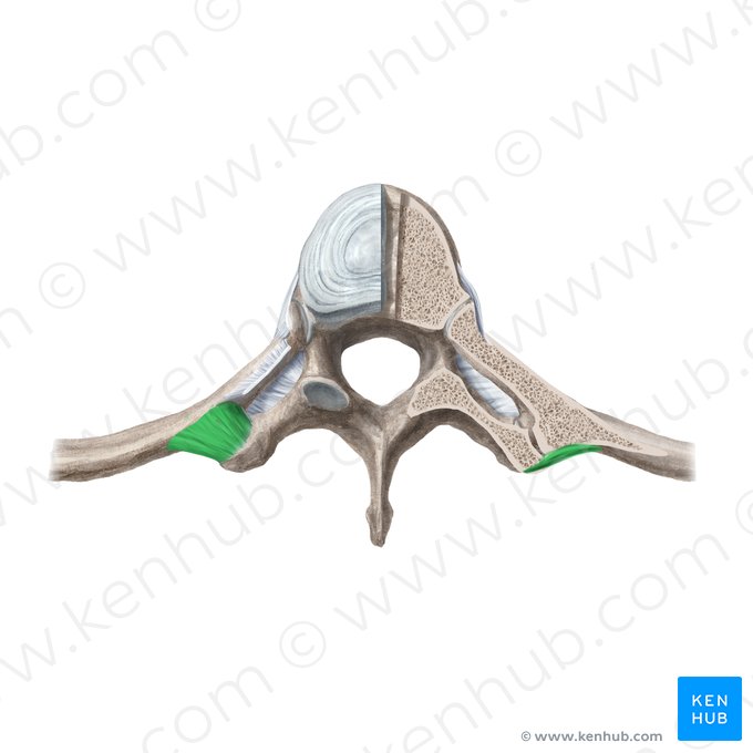 Ligamento costotransversário lateral (Ligamentum costotransversarium laterale); Imagem: Begoña Rodriguez