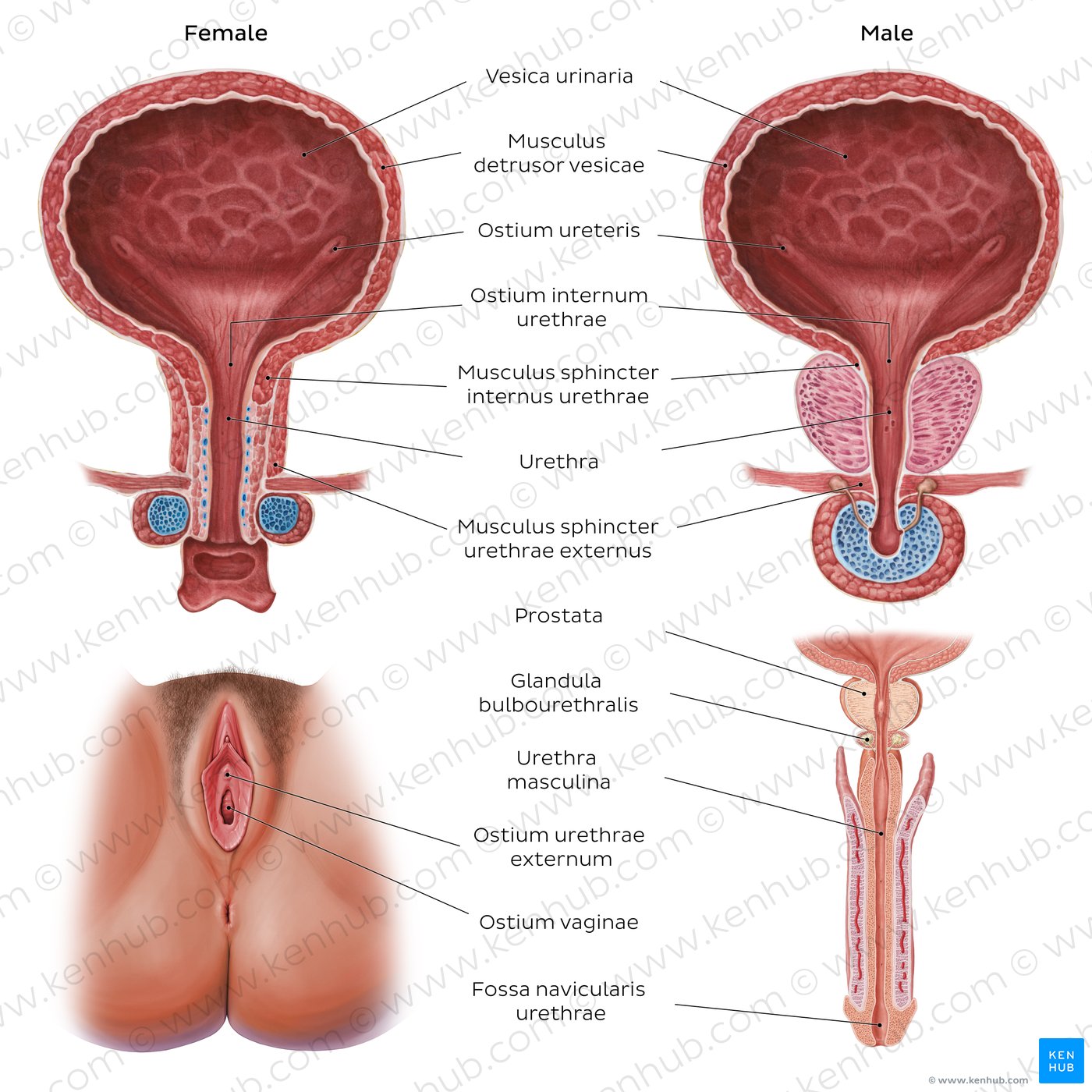 Pelvic urinary system labeled