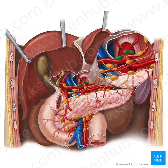 Celiac lymph nodes (Nodi lymphoidei coeliaci); Image: Esther Gollan