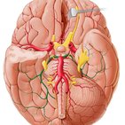 Posterior cerebral artery