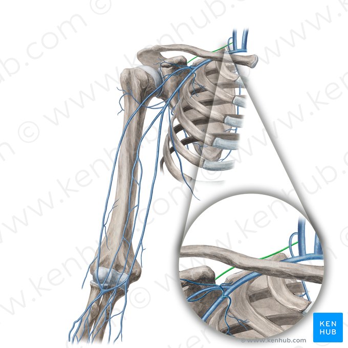 Veia supraescapular (Vena suprascapularis); Imagem: Yousun Koh