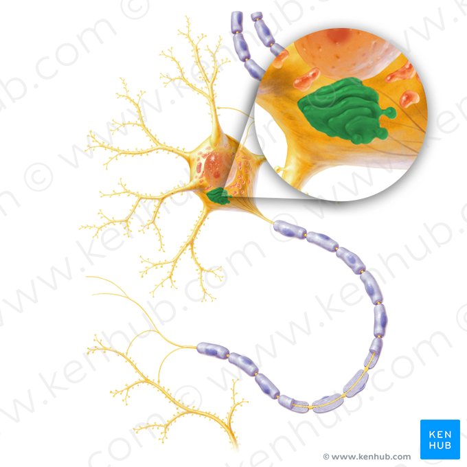 Appareil de Golgi (Apparatus golgiensis); Image : Paul Kim