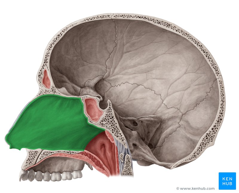 Nasal septum - medial view