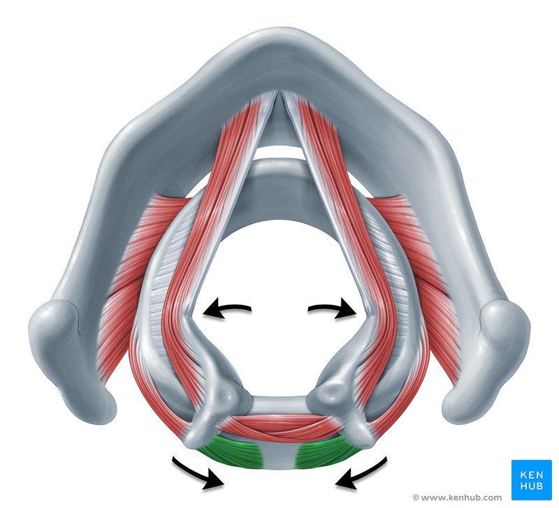 Action of the posterior cricoarytenoid muscle