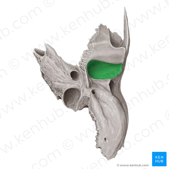 Fossa mandibular do osso temporal (Fossa mandibularis ossis temporalis); Imagem: Samantha Zimmerman