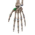 Trapezium bone