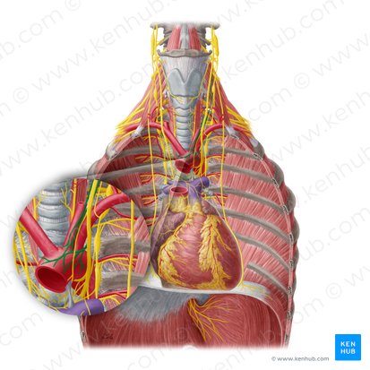 Plexus aorticus thoracicus (Brustaortengeflecht); Bild: Yousun Koh
