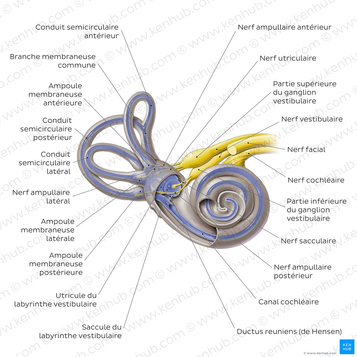 Labyrinthe membraneux de l'oreille interne (schéma)
