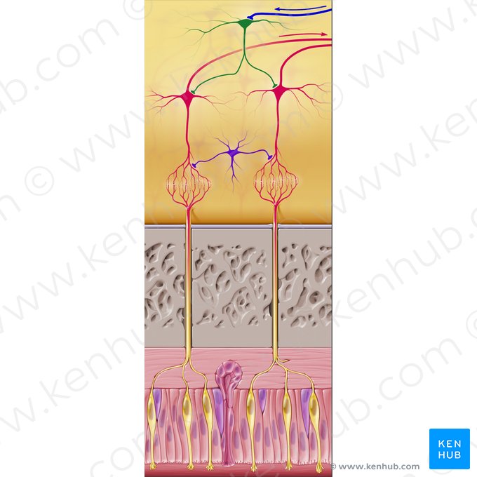Granular cell (Neuron granulare); Image: Paul Kim
