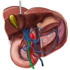 Superior mesenteric vein