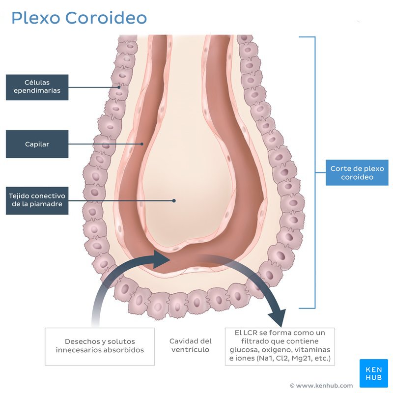 Plexo coroideo