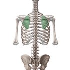 Scapulothoracic joint