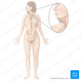 Submental lymph nodes (Nodi lymphoidei submentales); Image: Begoña Rodriguez