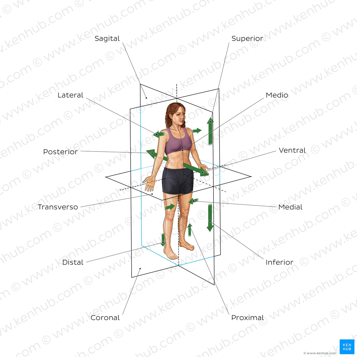 posición anatómica y términos direccionales