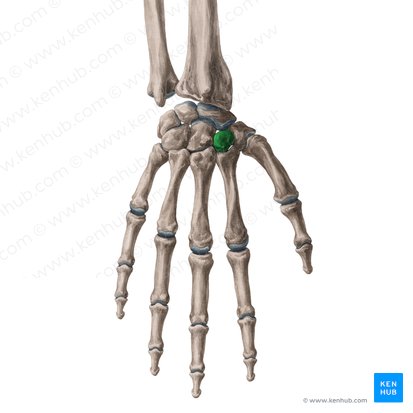 Os trapezoideum (Kleines Vieleckbein); Bild: Yousun Koh