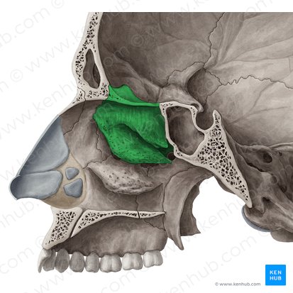 Os ethmoidale (Siebbein); Bild: Yousun Koh