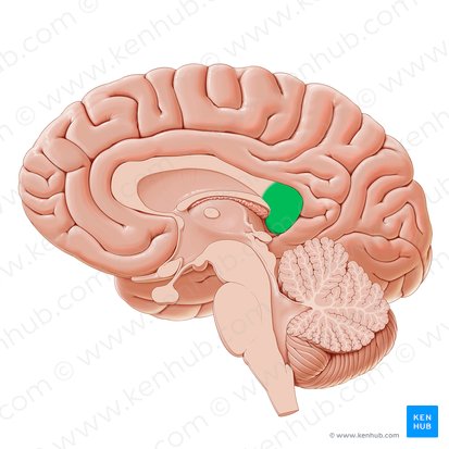 Splenium of corpus callosum (Splenium corporis callosi); Image: Paul Kim