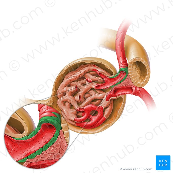 Células justaglomerulares (Juxtaglomerulocytus); Imagem: Paul Kim