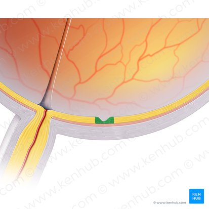 Fóvea central (Fovea centralis); Imagen: Paul Kim