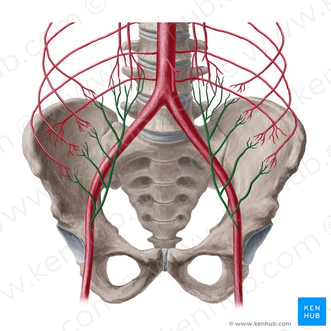 Artéria epigástrica inferior (Arteria epigastrica inferior); Imagem: Yousun Koh
