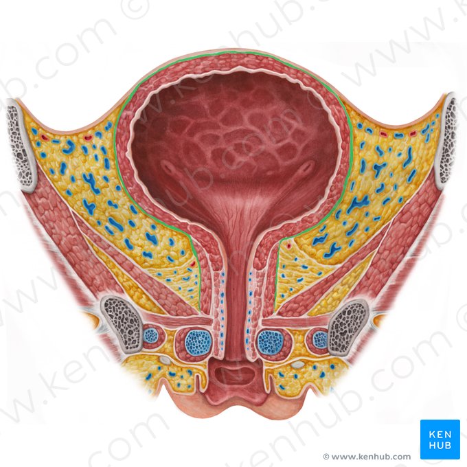 Fáscia pélvica visceral (Fascia visceralis pelvis); Imagem: Irina Münstermann