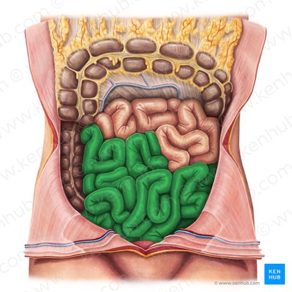 Intestin Gr le Anatomie Localisation Et Fonction Kenhub