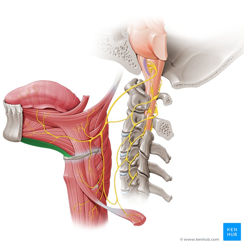 Geniohyoid Origin Insertion Innervation And Action Kenhub