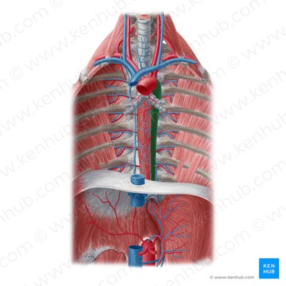 Descending thoracic aorta (Aorta thoracica descendens); Image: Yousun Koh