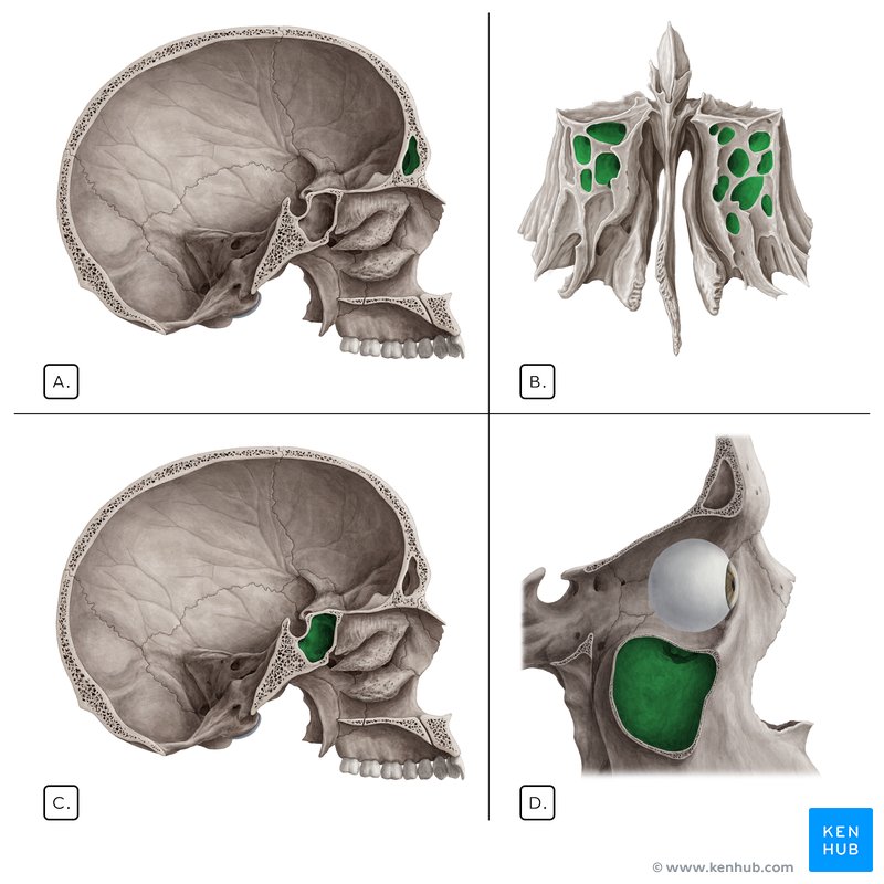 Paranasal sinuses