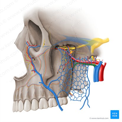Maxillary vein (Vena maxillaris); Image: Paul Kim