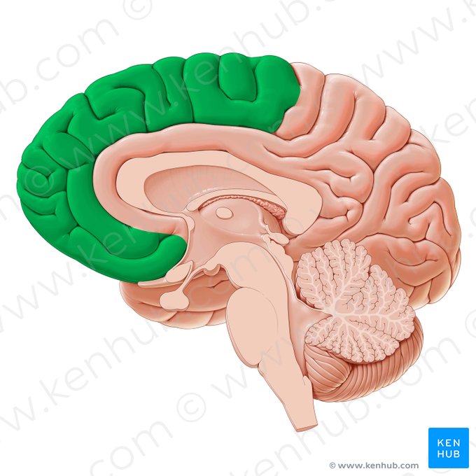 Frontal lobe (Lobus frontalis); Image: Paul Kim