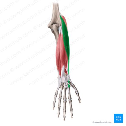 Músculo extensor radial largo del carpo (Musculus extensor carpi radialis longus); Imagen: Yousun Koh