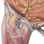 Vas deferens (ductus deferens)