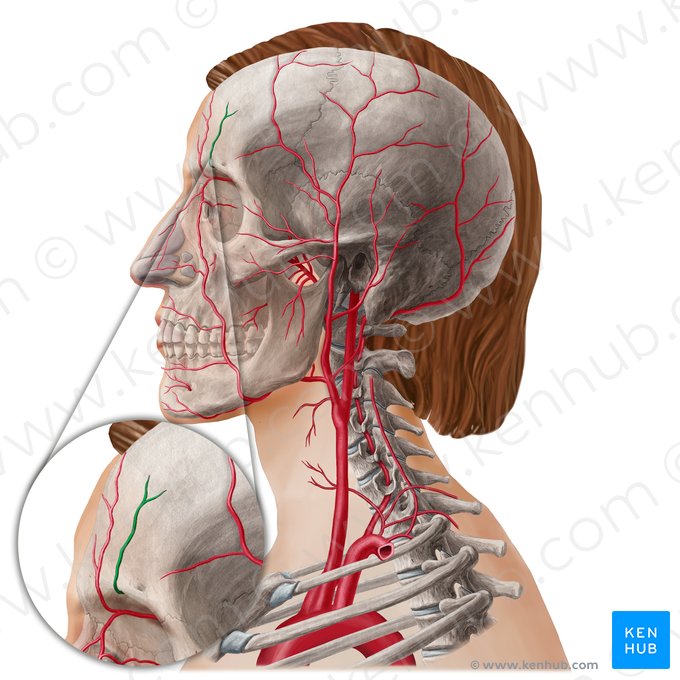 Supraorbital artery (Arteria supraorbitalis); Image: Yousun Koh