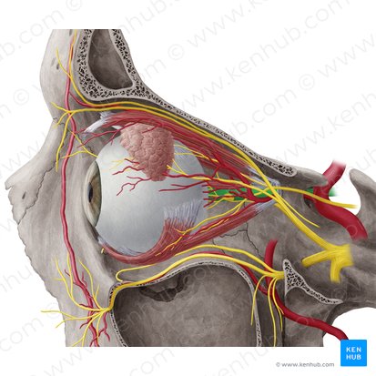 Nervio óptico (Nervus opticus); Imagen: Yousun Koh