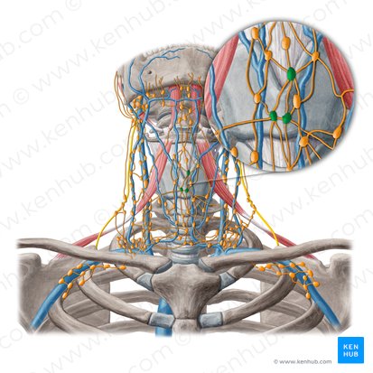 Prelaryngeal lymph nodes (Nodi lymphoidei prelaryngei); Image: Yousun Koh